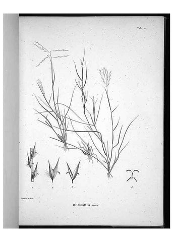 Reproducción/Reproduction 49556611122: Nova genera et species plantarum :. Antverpiae :Ex officina Christophori Plantini ...,1576.. 