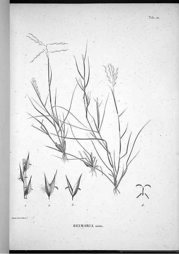 Reproducción/Reproduction 49556611122: Nova genera et species plantarum :. Antverpiae :Ex officina Christophori Plantini ...,1576.. 