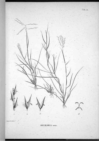 Reproducción/Reproduction 49556611122: Nova genera et species plantarum :. Antverpiae :Ex officina Christophori Plantini ...,1576.. 