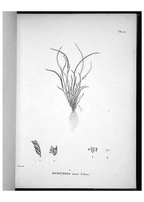 Reproducción/Reproduction 49556374631: Nova genera et species plantarum :. Antverpiae :Ex officina Christophori Plantini ...,1576.. 