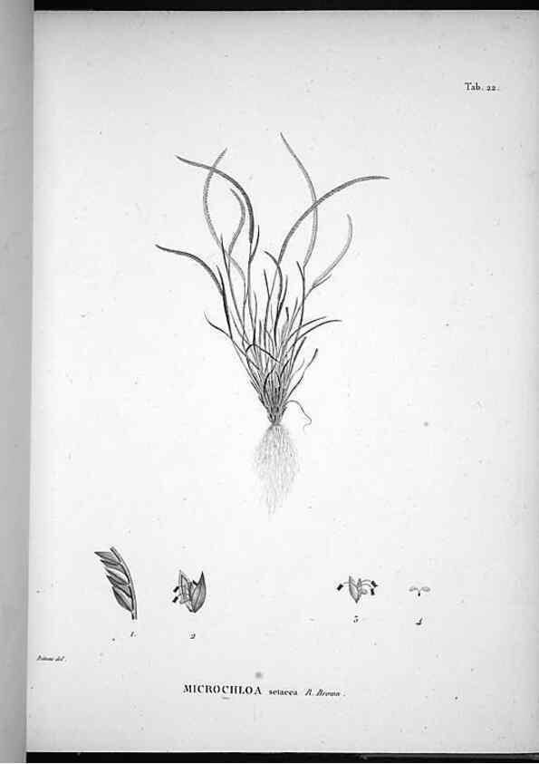Reproducción/Reproduction 49556374631: Nova genera et species plantarum :. Antverpiae :Ex officina Christophori Plantini ...,1576.. 