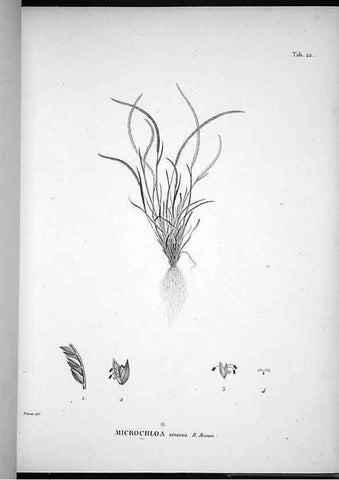 Reproducción/Reproduction 49556374631: Nova genera et species plantarum :. Antverpiae :Ex officina Christophori Plantini ...,1576.. 