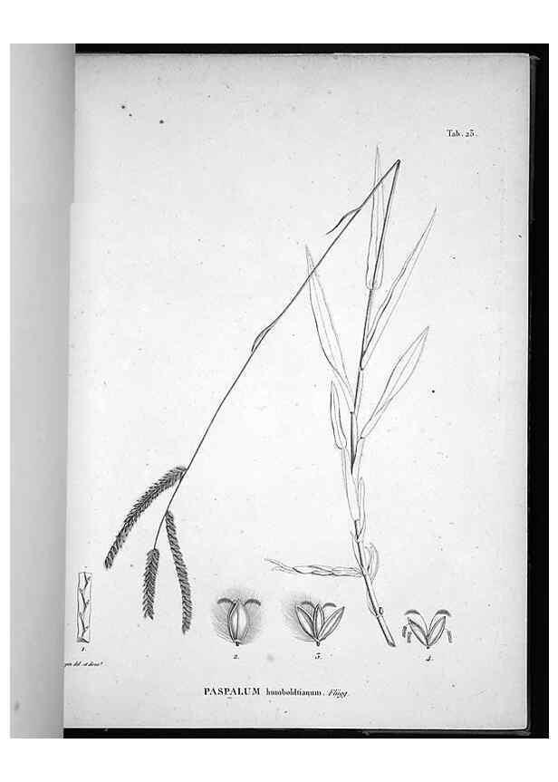 Reproducción/Reproduction 49556374811: Nova genera et species plantarum :. Antverpiae :Ex officina Christophori Plantini ...,1576.. 