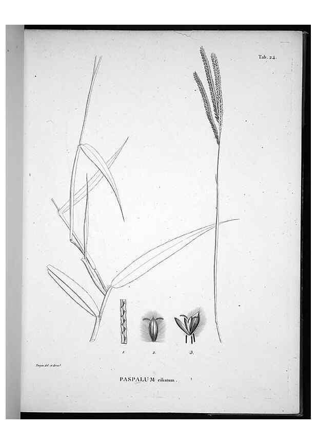 Reproducción/Reproduction 49556374956: Nova genera et species plantarum :. Antverpiae :Ex officina Christophori Plantini ...,1576.. 