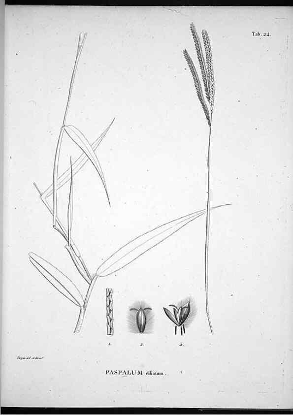 Reproducción/Reproduction 49556374956: Nova genera et species plantarum :. Antverpiae :Ex officina Christophori Plantini ...,1576.. 