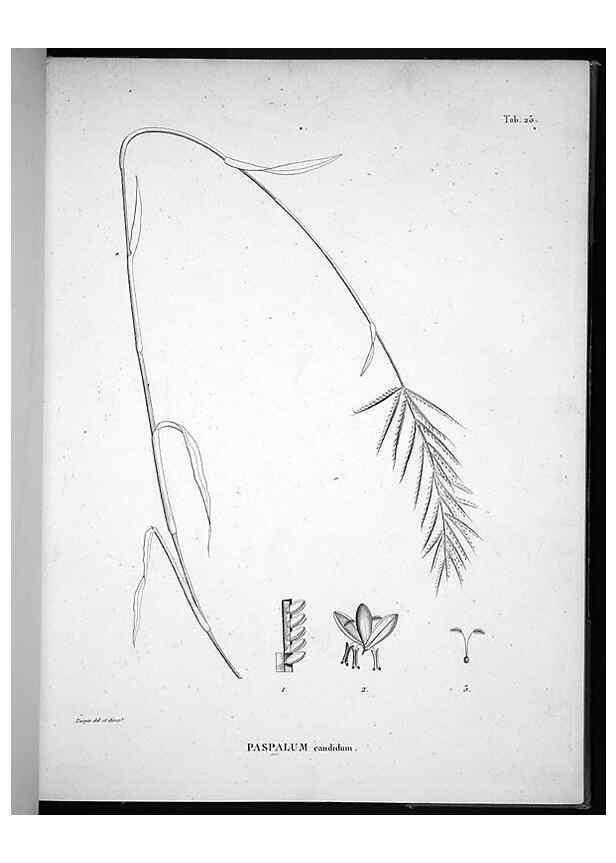Reproducción/Reproduction 49555880708: Nova genera et species plantarum :. Antverpiae :Ex officina Christophori Plantini ...,1576.. 