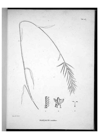 Reproducción/Reproduction 49555880708: Nova genera et species plantarum :. Antverpiae :Ex officina Christophori Plantini ...,1576.. 