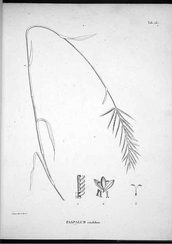 Reproducción/Reproduction 49555880708: Nova genera et species plantarum :. Antverpiae :Ex officina Christophori Plantini ...,1576.. 