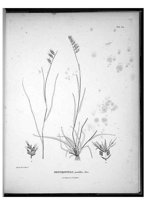 Reproducción/Reproduction 49556616347: Nova genera et species plantarum :. Antverpiae :Ex officina Christophori Plantini ...,1576.. 
