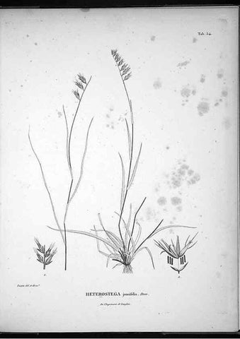 Reproducción/Reproduction 49556616347: Nova genera et species plantarum :. Antverpiae :Ex officina Christophori Plantini ...,1576.. 