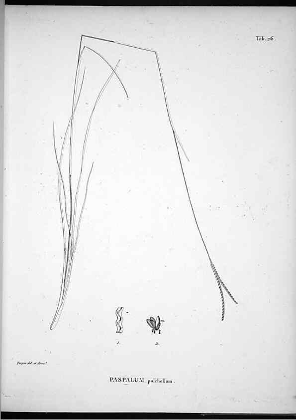 Reproducción/Reproduction 49556611847: Nova genera et species plantarum :. Antverpiae :Ex officina Christophori Plantini ...,1576.. 