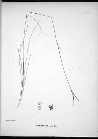 Reproducción/Reproduction 49556611847: Nova genera et species plantarum :. Antverpiae :Ex officina Christophori Plantini ...,1576.. 