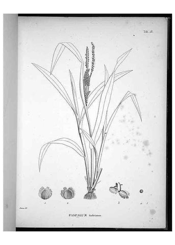 Reproducción/Reproduction 49556612187: Nova genera et species plantarum :. Antverpiae :Ex officina Christophori Plantini ...,1576.. 