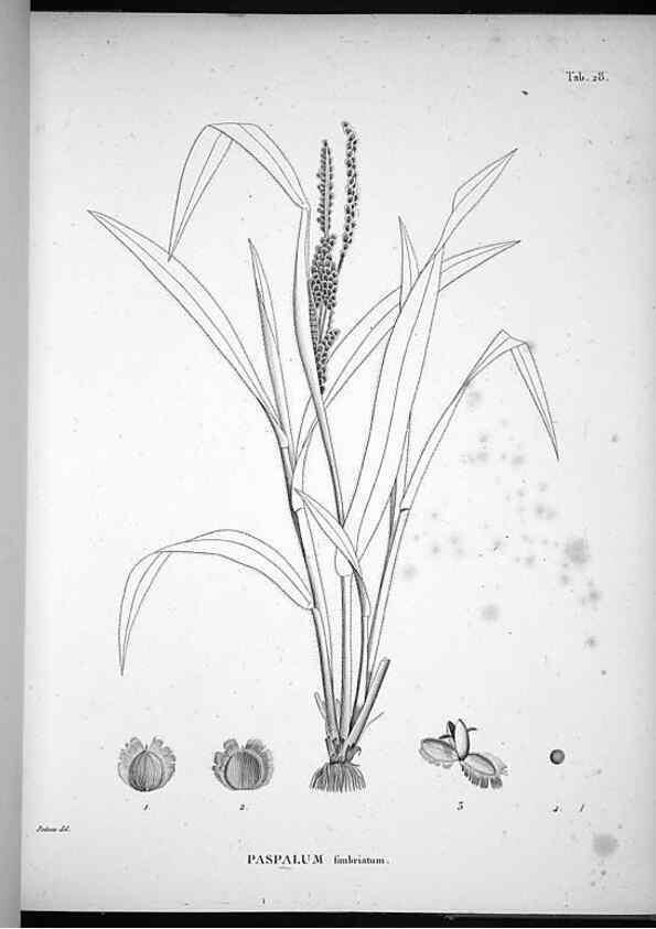Reproducción/Reproduction 49556612187: Nova genera et species plantarum :. Antverpiae :Ex officina Christophori Plantini ...,1576.. 