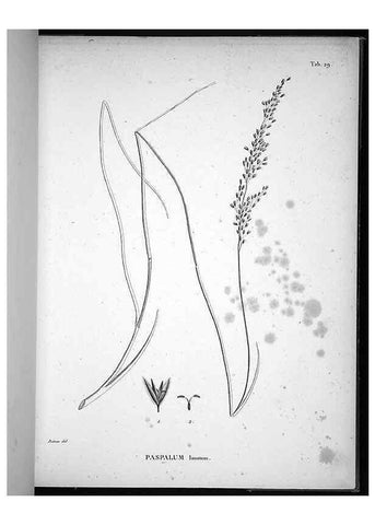 Reproducción/Reproduction 49556375636: Nova genera et species plantarum :. Antverpiae :Ex officina Christophori Plantini ...,1576.. 