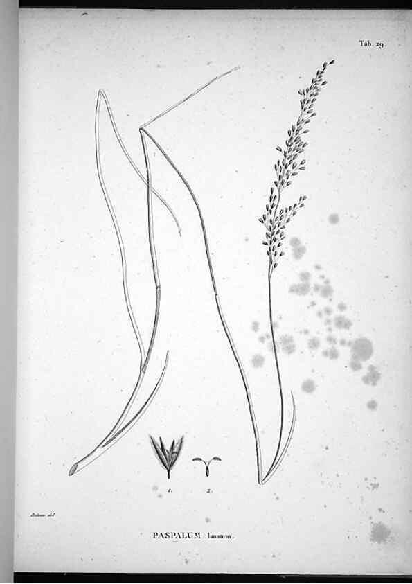 Reproducción/Reproduction 49556375636: Nova genera et species plantarum :. Antverpiae :Ex officina Christophori Plantini ...,1576.. 