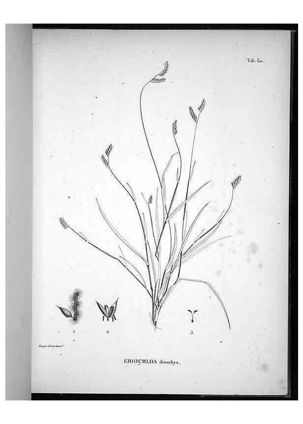 Reproducción/Reproduction 49556612477: Nova genera et species plantarum :. Antverpiae :Ex officina Christophori Plantini ...,1576.. 