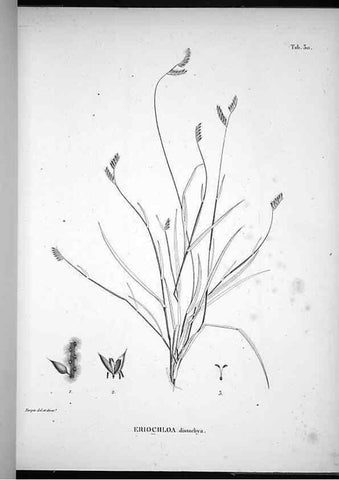 Reproducción/Reproduction 49556612477: Nova genera et species plantarum :. Antverpiae :Ex officina Christophori Plantini ...,1576.. 