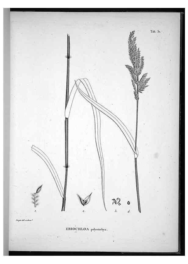 Reproducción/Reproduction 49556612607: Nova genera et species plantarum :. Antverpiae :Ex officina Christophori Plantini ...,1576.. 
