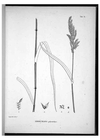 Reproducción/Reproduction 49556612607: Nova genera et species plantarum :. Antverpiae :Ex officina Christophori Plantini ...,1576.. 