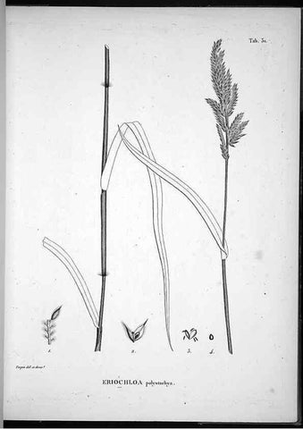 Reproducción/Reproduction 49556612607: Nova genera et species plantarum :. Antverpiae :Ex officina Christophori Plantini ...,1576.. 