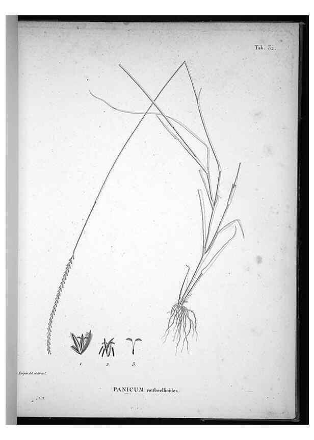 Reproducción/Reproduction 49556612757: Nova genera et species plantarum :. Antverpiae :Ex officina Christophori Plantini ...,1576.. 
