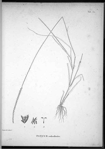 Reproducción/Reproduction 49556612757: Nova genera et species plantarum :. Antverpiae :Ex officina Christophori Plantini ...,1576.. 