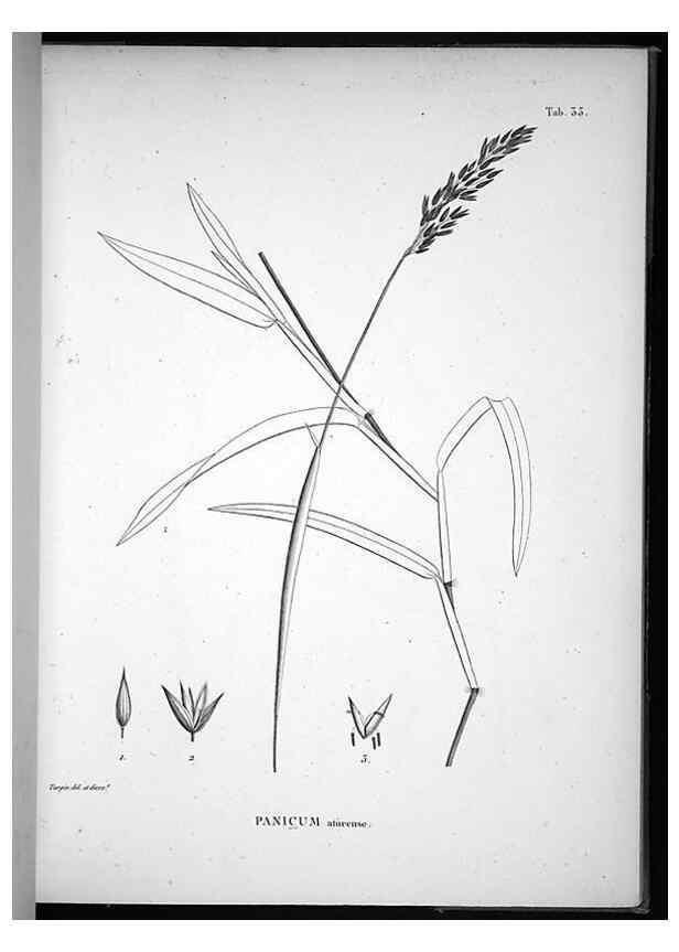Reproducción/Reproduction 49556376221: Nova genera et species plantarum :. Antverpiae :Ex officina Christophori Plantini ...,1576.. 