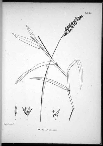 Reproducción/Reproduction 49556376221: Nova genera et species plantarum :. Antverpiae :Ex officina Christophori Plantini ...,1576.. 