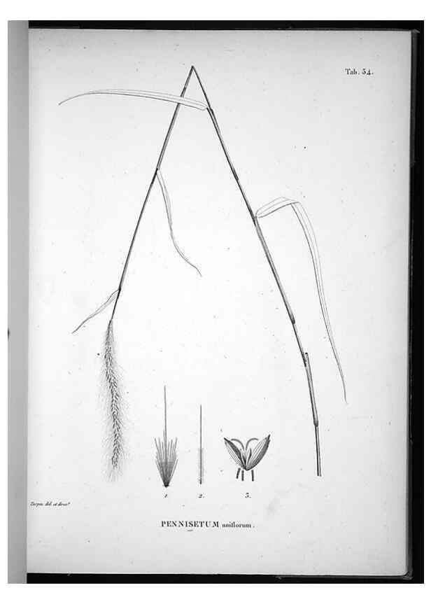 Reproducción/Reproduction 49556376401: Nova genera et species plantarum :. Antverpiae :Ex officina Christophori Plantini ...,1576.. 