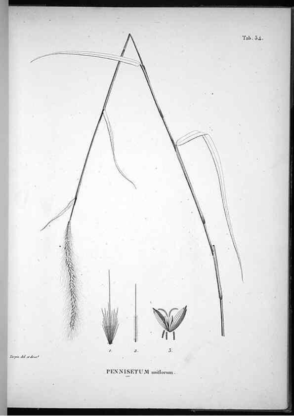 Reproducción/Reproduction 49556376401: Nova genera et species plantarum :. Antverpiae :Ex officina Christophori Plantini ...,1576.. 