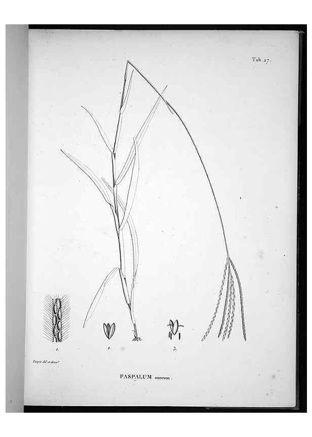 Reproducción/Reproduction 49556375376: Nova genera et species plantarum :. Antverpiae :Ex officina Christophori Plantini ...,1576.. 