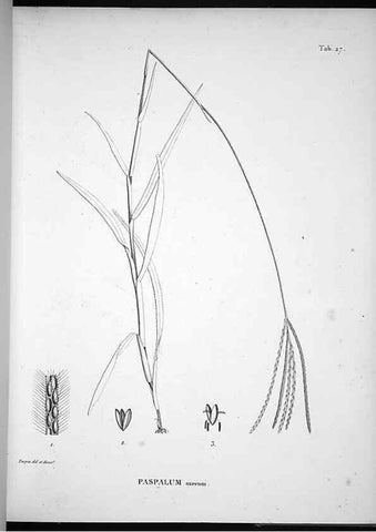 Reproducción/Reproduction 49556375376: Nova genera et species plantarum :. Antverpiae :Ex officina Christophori Plantini ...,1576.. 