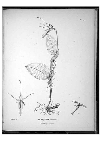 Reproducción/Reproduction 49556621532: Nova genera et species plantarum :. Antverpiae :Ex officina Christophori Plantini ...,1576.. 