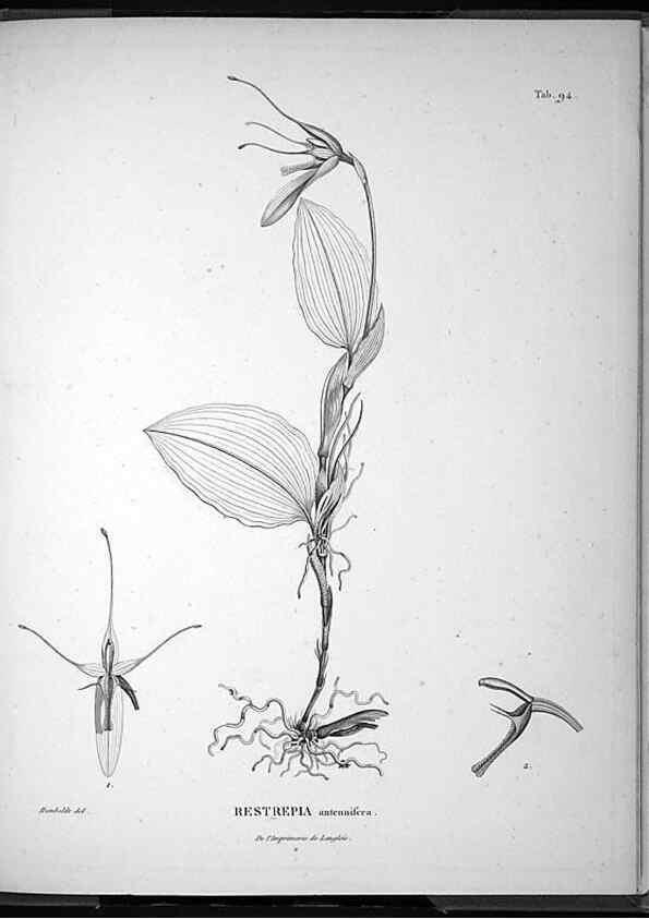 Reproducción/Reproduction 49556621532: Nova genera et species plantarum :. Antverpiae :Ex officina Christophori Plantini ...,1576.. 