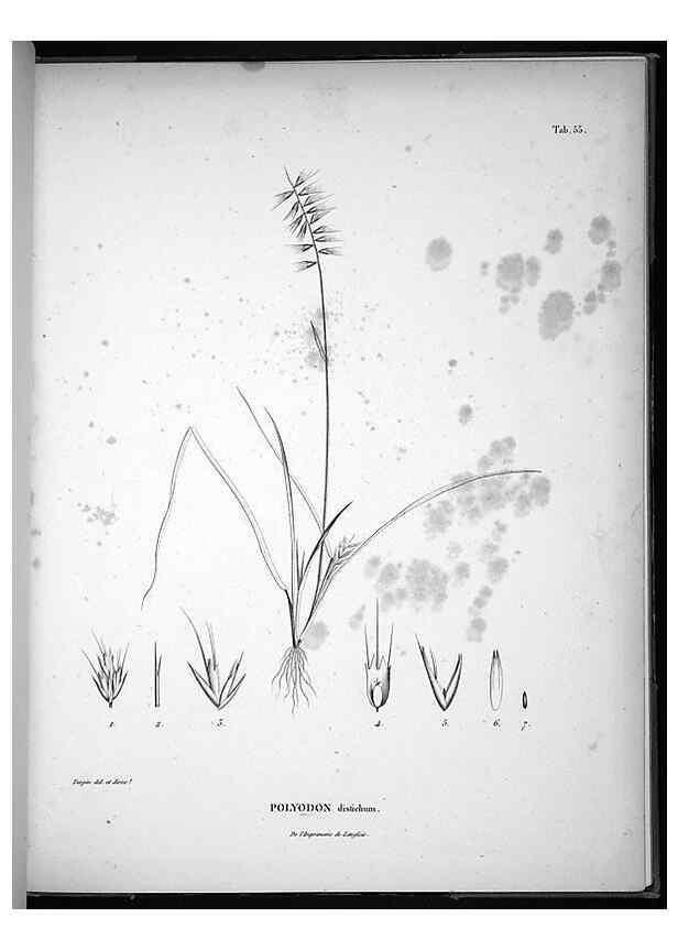 Reproducción/Reproduction 49555885478: Nova genera et species plantarum :. Antverpiae :Ex officina Christophori Plantini ...,1576.. 
