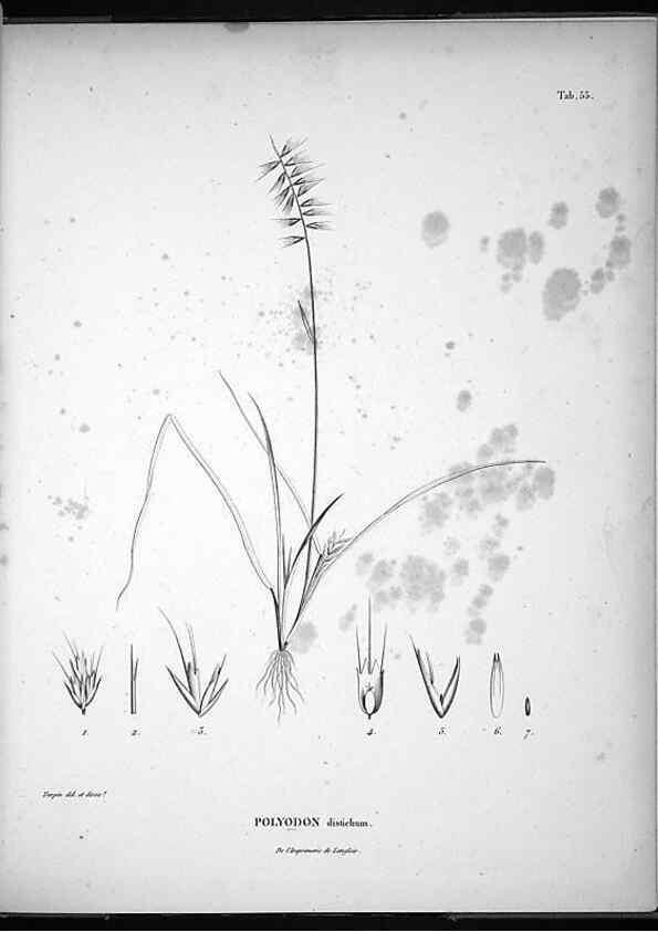 Reproducción/Reproduction 49555885478: Nova genera et species plantarum :. Antverpiae :Ex officina Christophori Plantini ...,1576.. 