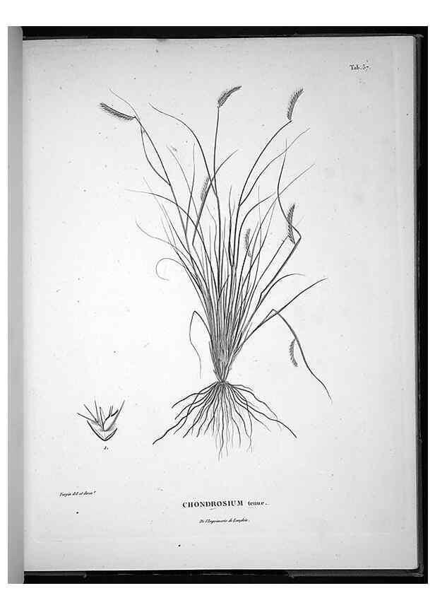 Reproducción/Reproduction 49556380376: Nova genera et species plantarum :. Antverpiae :Ex officina Christophori Plantini ...,1576.. 