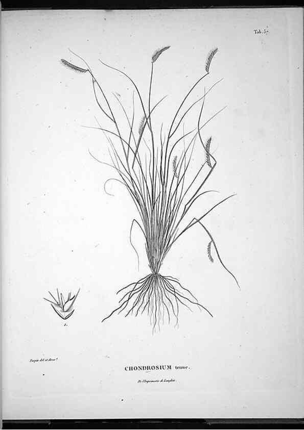 Reproducción/Reproduction 49556380376: Nova genera et species plantarum :. Antverpiae :Ex officina Christophori Plantini ...,1576.. 