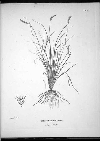 Reproducción/Reproduction 49556380376: Nova genera et species plantarum :. Antverpiae :Ex officina Christophori Plantini ...,1576.. 