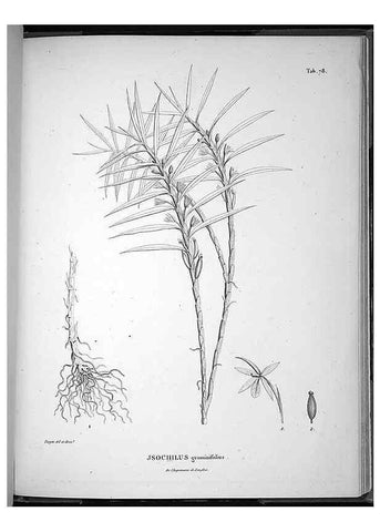 Reproducción/Reproduction 49556619587: Nova genera et species plantarum :. Antverpiae :Ex officina Christophori Plantini ...,1576.. 