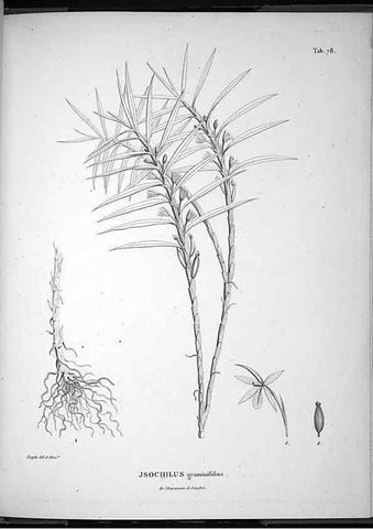 Reproducción/Reproduction 49556619587: Nova genera et species plantarum :. Antverpiae :Ex officina Christophori Plantini ...,1576.. 