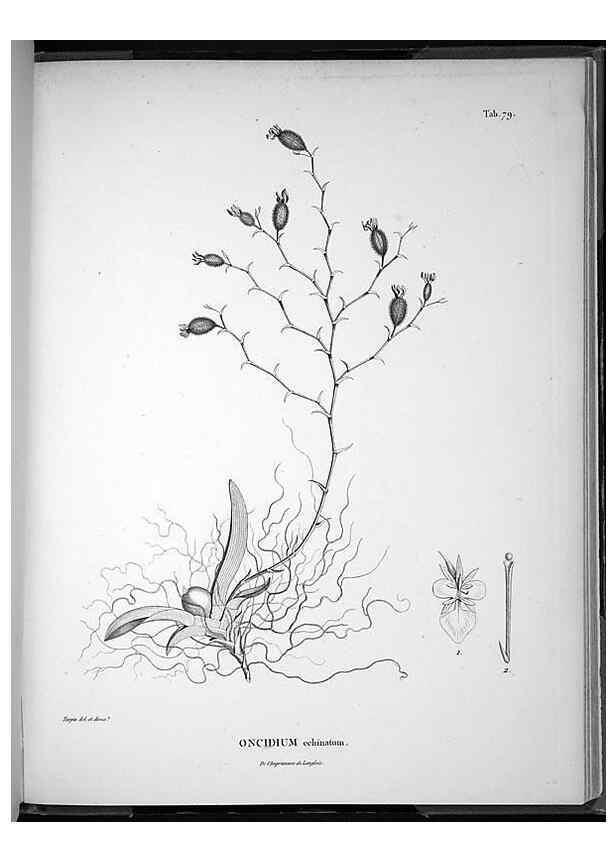 Reproducción/Reproduction 49556383546: Nova genera et species plantarum :. Antverpiae :Ex officina Christophori Plantini ...,1576.. 
