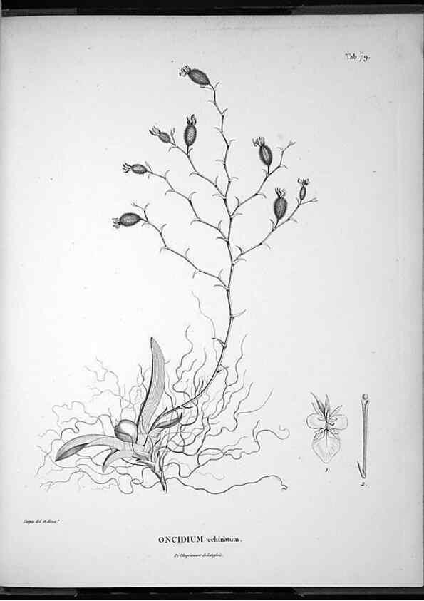 Reproducción/Reproduction 49556383546: Nova genera et species plantarum :. Antverpiae :Ex officina Christophori Plantini ...,1576.. 