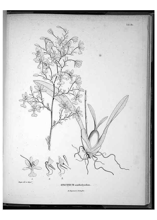 Reproducción/Reproduction 49556619852: Nova genera et species plantarum :. Antverpiae :Ex officina Christophori Plantini ...,1576.. 
