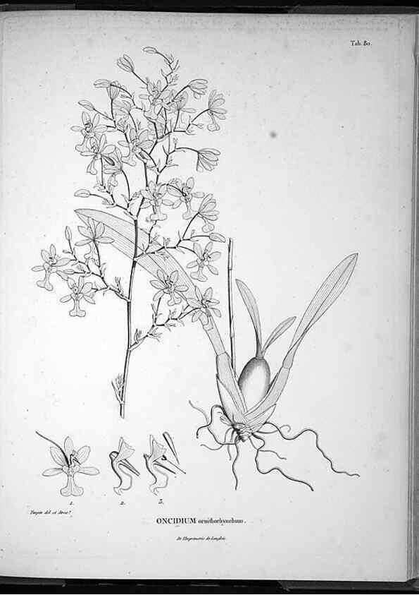 Reproducción/Reproduction 49556619852: Nova genera et species plantarum :. Antverpiae :Ex officina Christophori Plantini ...,1576.. 