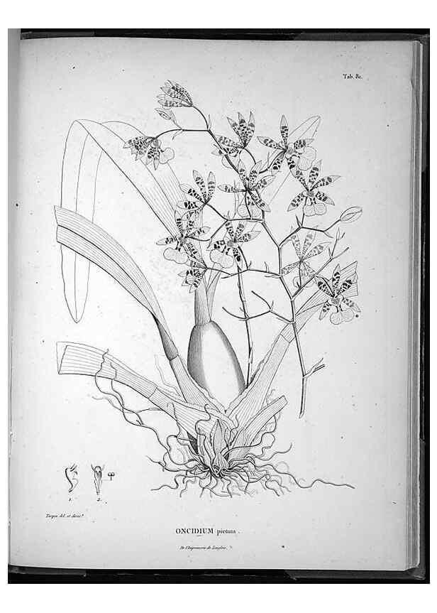 Reproducción/Reproduction 49556619987: Nova genera et species plantarum :. Antverpiae :Ex officina Christophori Plantini ...,1576.. 