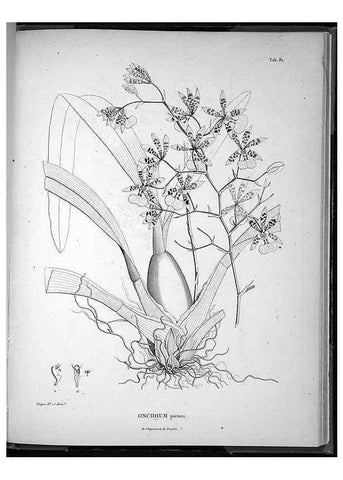 Reproducción/Reproduction 49556619987: Nova genera et species plantarum :. Antverpiae :Ex officina Christophori Plantini ...,1576.. 