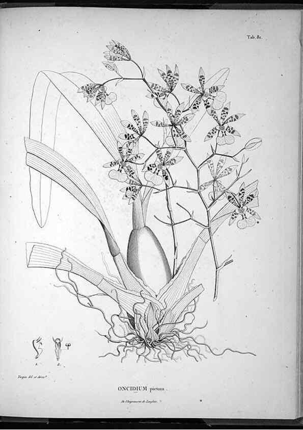 Reproducción/Reproduction 49556619987: Nova genera et species plantarum :. Antverpiae :Ex officina Christophori Plantini ...,1576.. 