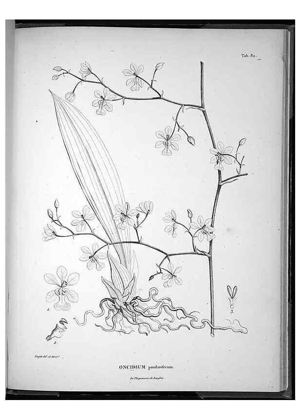 Reproducción/Reproduction 49556383921: Nova genera et species plantarum :. Antverpiae :Ex officina Christophori Plantini ...,1576.. 